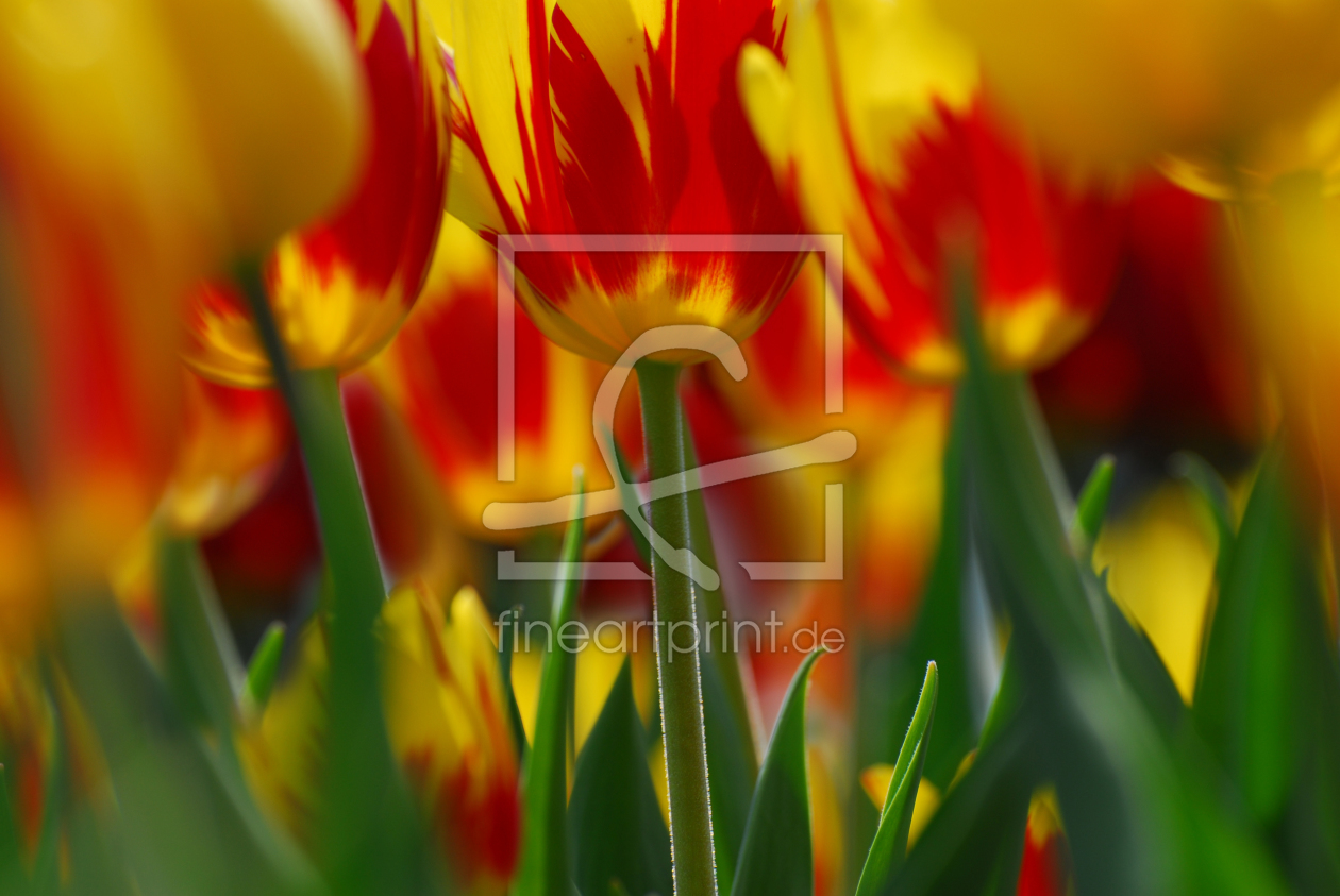 Bild-Nr.: 9408186 Tulpen erstellt von suteracher