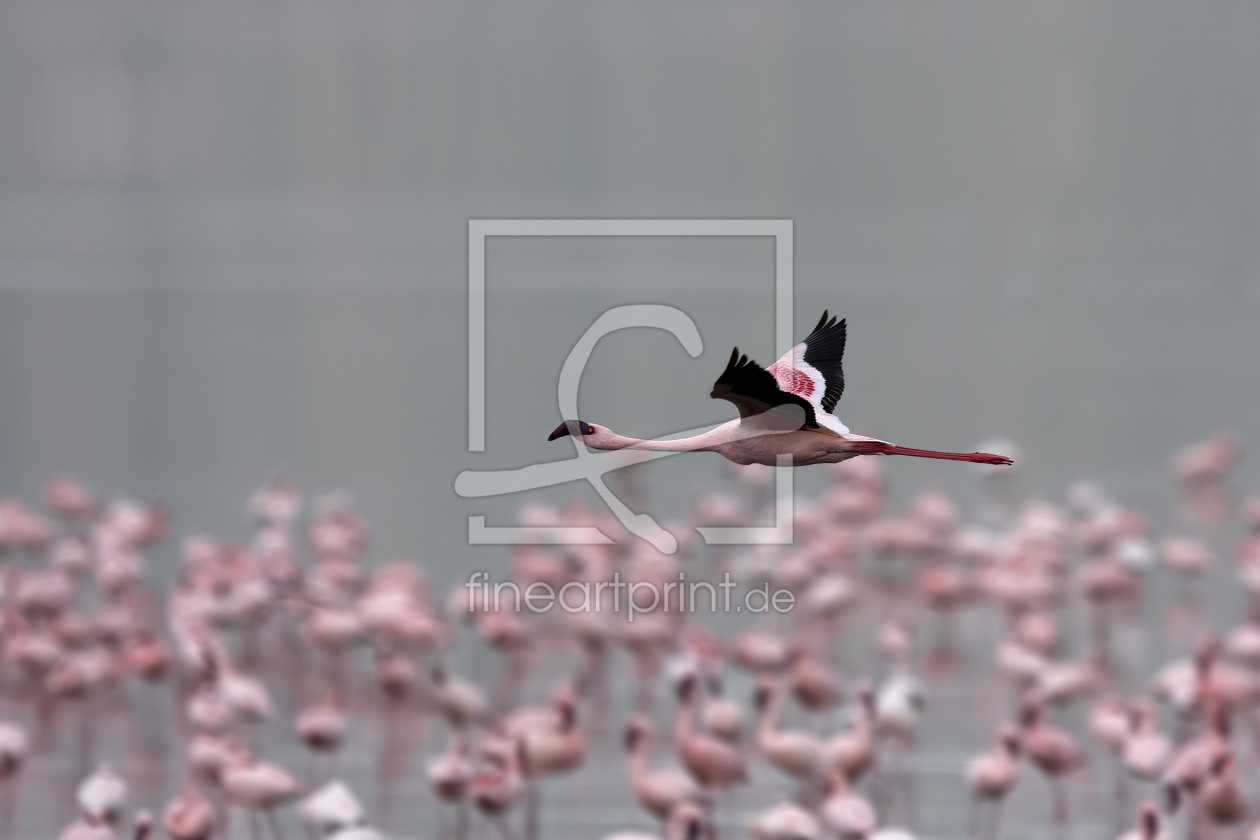 Bild-Nr.: 9409490 F L A M I N G O erstellt von 