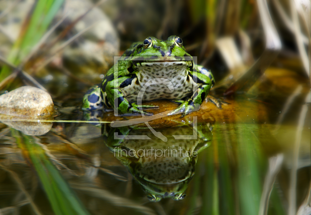 Bild-Nr.: 9410478 Frosch erstellt von gun