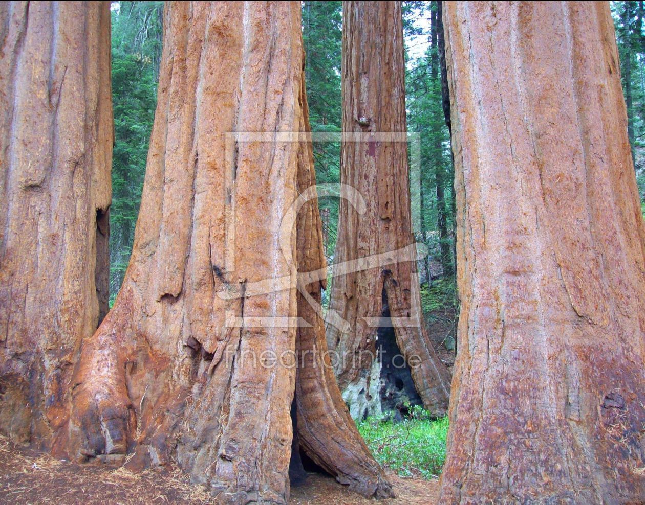 Bild-Nr.: 9410620 Redwood Forrest erstellt von Marion227