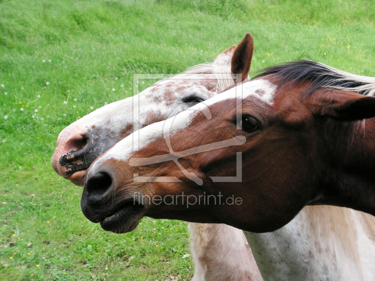 Bild-Nr.: 9410732 Doppelkopf erstellt von Renate Knapp