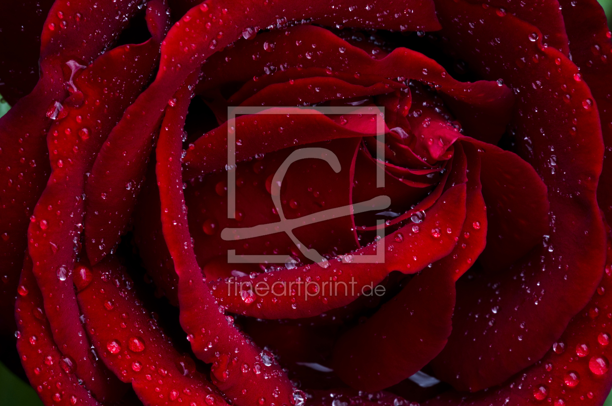 Bild-Nr.: 9410746 rote_Rose erstellt von danielschoenen