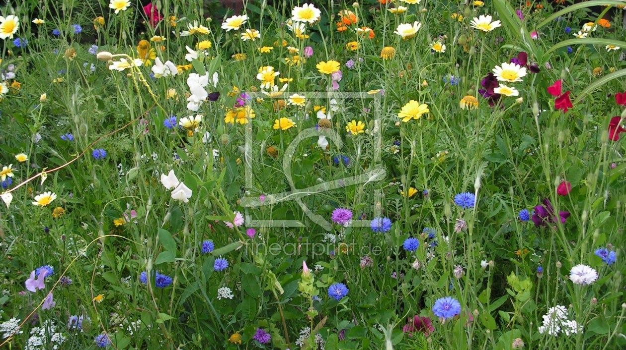 Bild-Nr.: 9412678 Wildblumenwiese erstellt von Renate Knapp