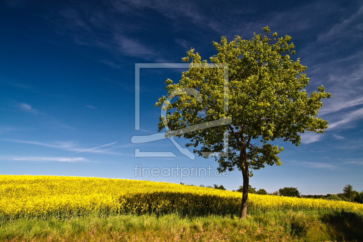 Bild-Nr.: 9413070 Baum am Feldrand erstellt von Rico Ködder