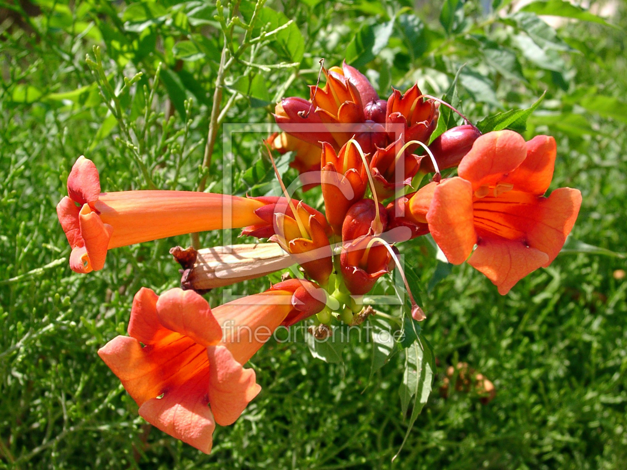 Bild-Nr.: 9413662 Blume erstellt von Aka-Matsuba