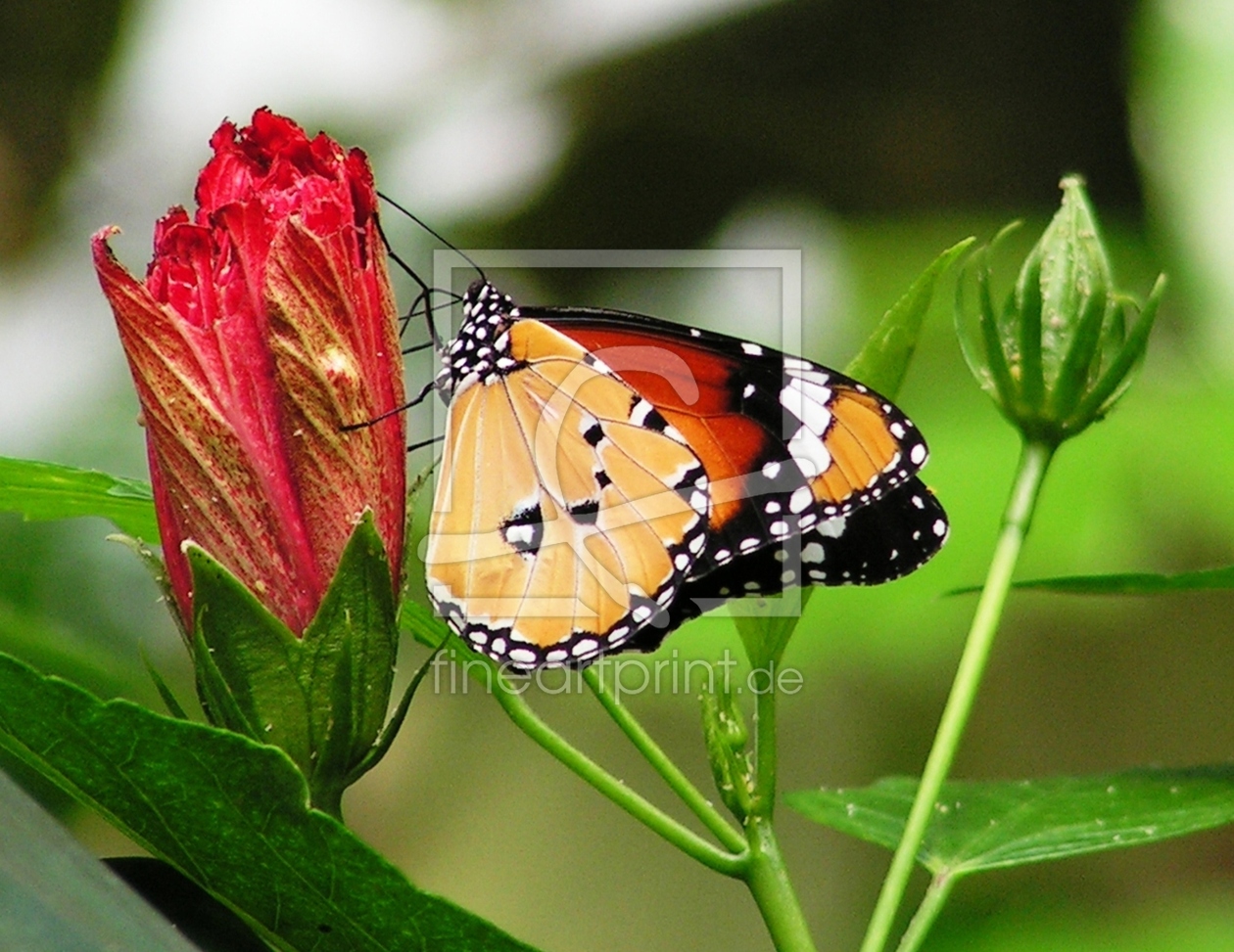 Bild-Nr.: 9414058 Orange Butterfly erstellt von Renate Knapp