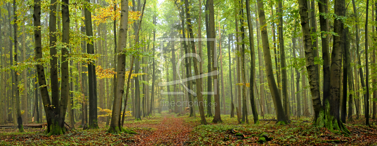 Bild-Nr.: 9414290 Herbstwald erstellt von PeterTost