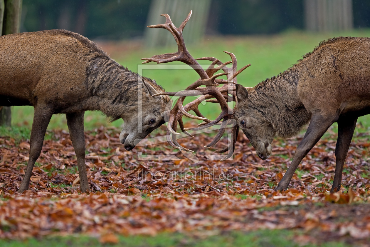 Bild-Nr.: 9415962 D A S . D U E L L erstellt von Thomas Herzog