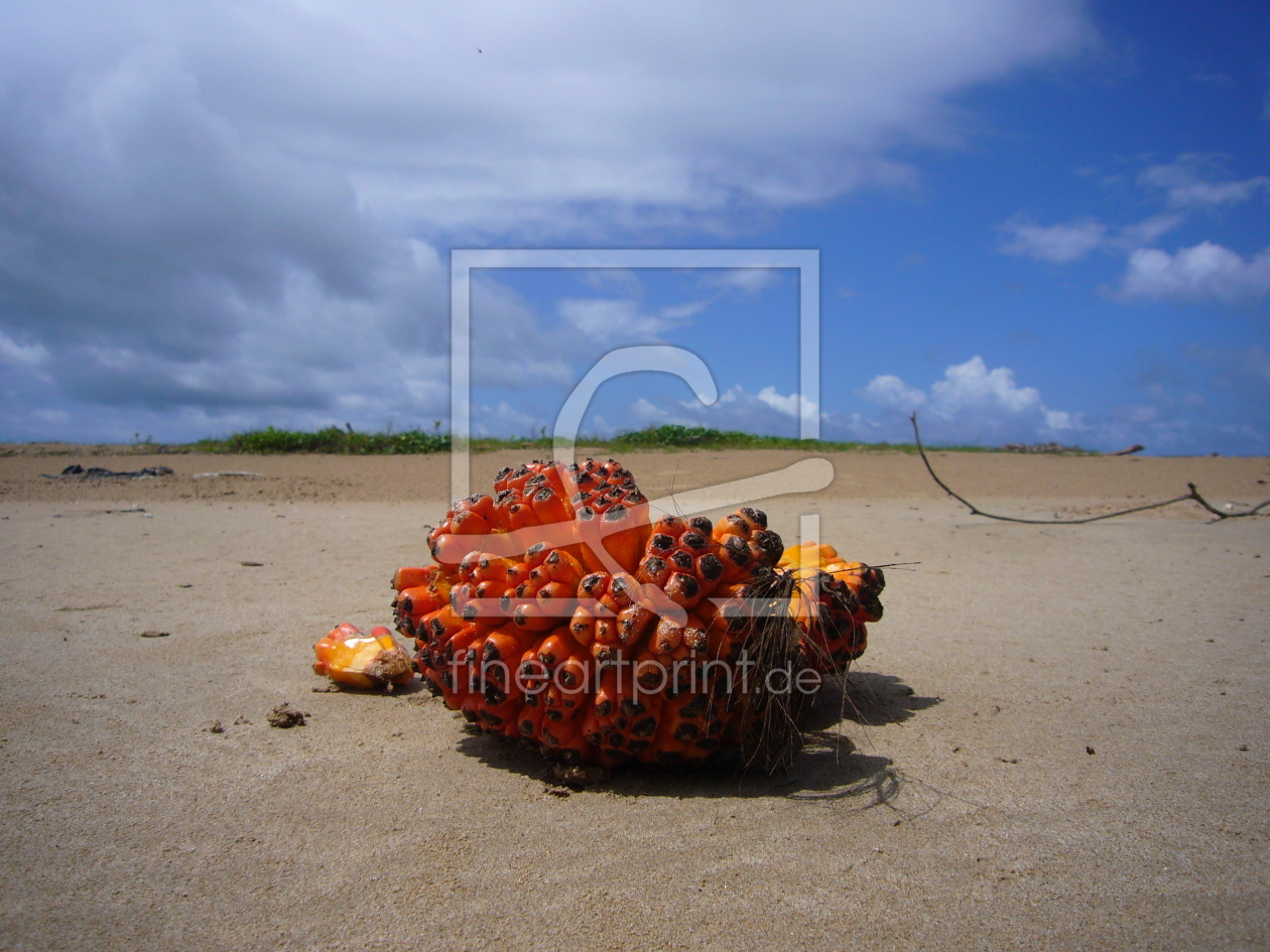 Bild-Nr.: 9416292 Strandgut erstellt von hellerc