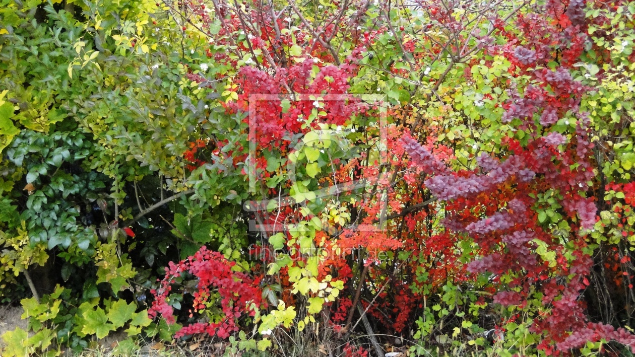 Bild-Nr.: 9416938 Herbstfarben erstellt von Renate Knapp