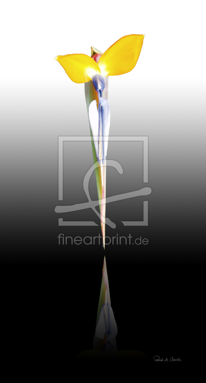 Bild-Nr.: 9418084 Flower erstellt von Patrick-de-Chardin