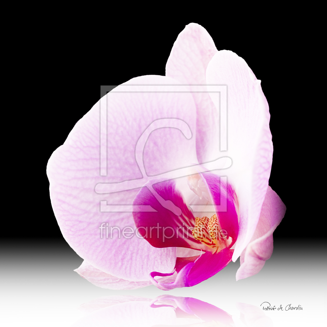 Bild-Nr.: 9418090 Flower Orchidee erstellt von Patrick-de-Chardin