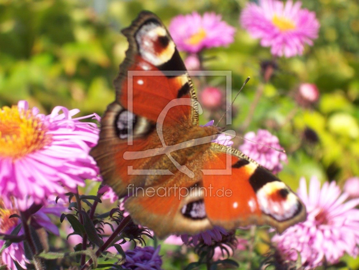 Bild-Nr.: 9418924 Schmetterling erstellt von vossi