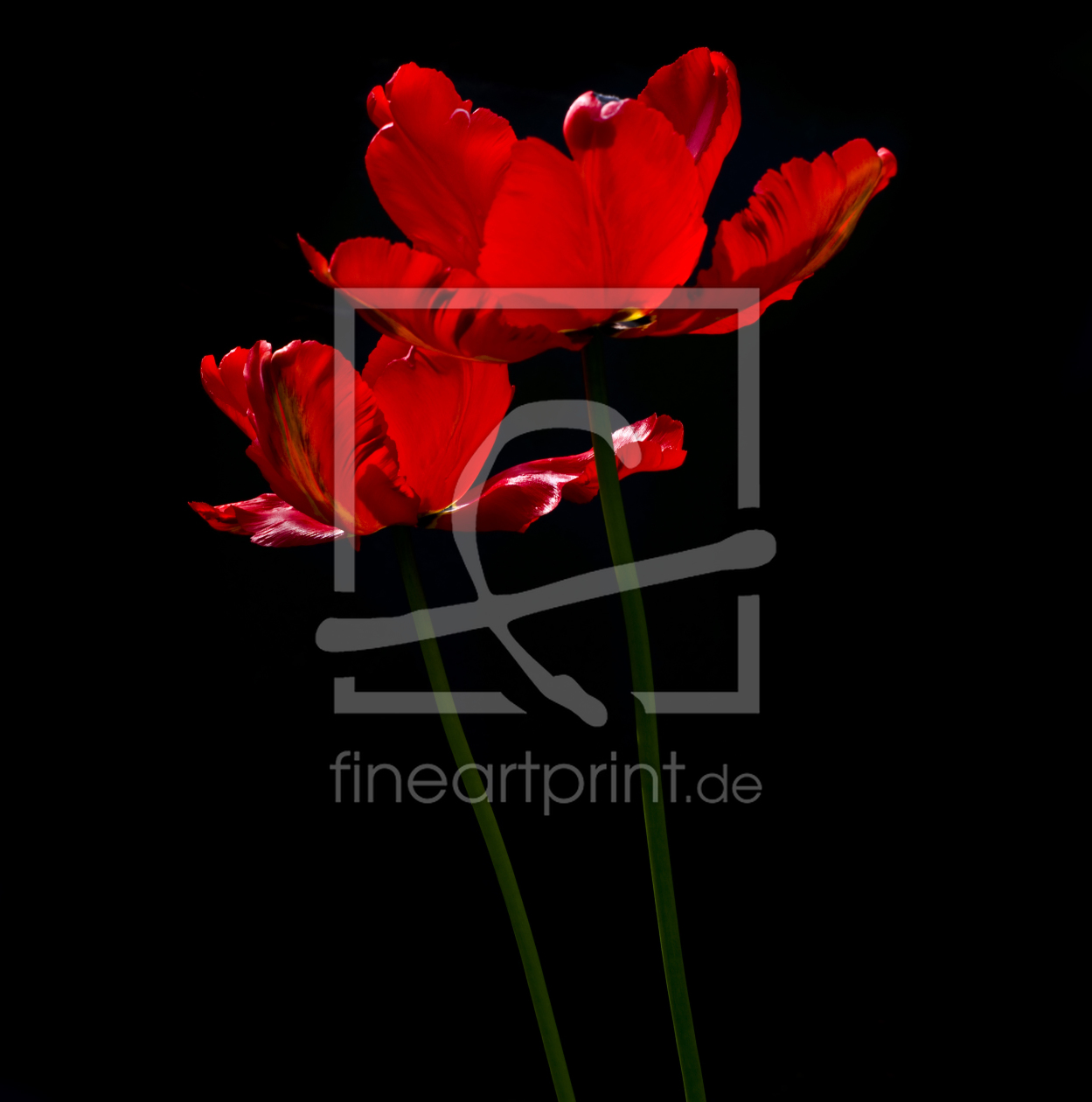Bild-Nr.: 9419754 Tulpe erstellt von danielschoenen