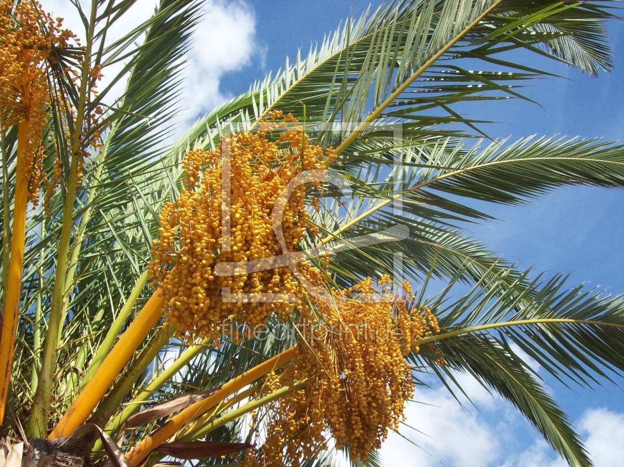 Bild-Nr.: 9420932 Palmtree to Heaven erstellt von Marion227