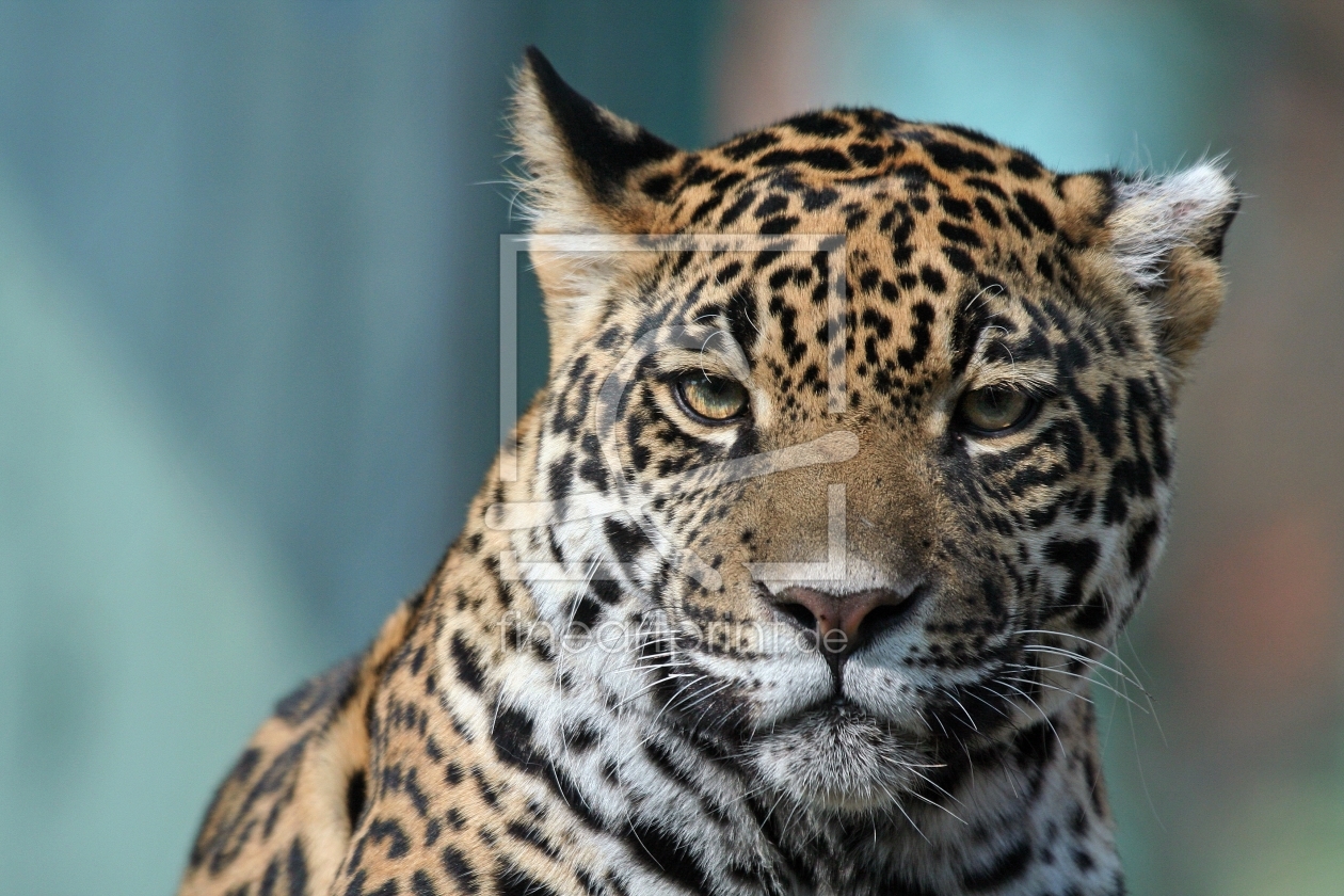 Bild-Nr.: 9421220 Jaguar erstellt von Marcel Schauer