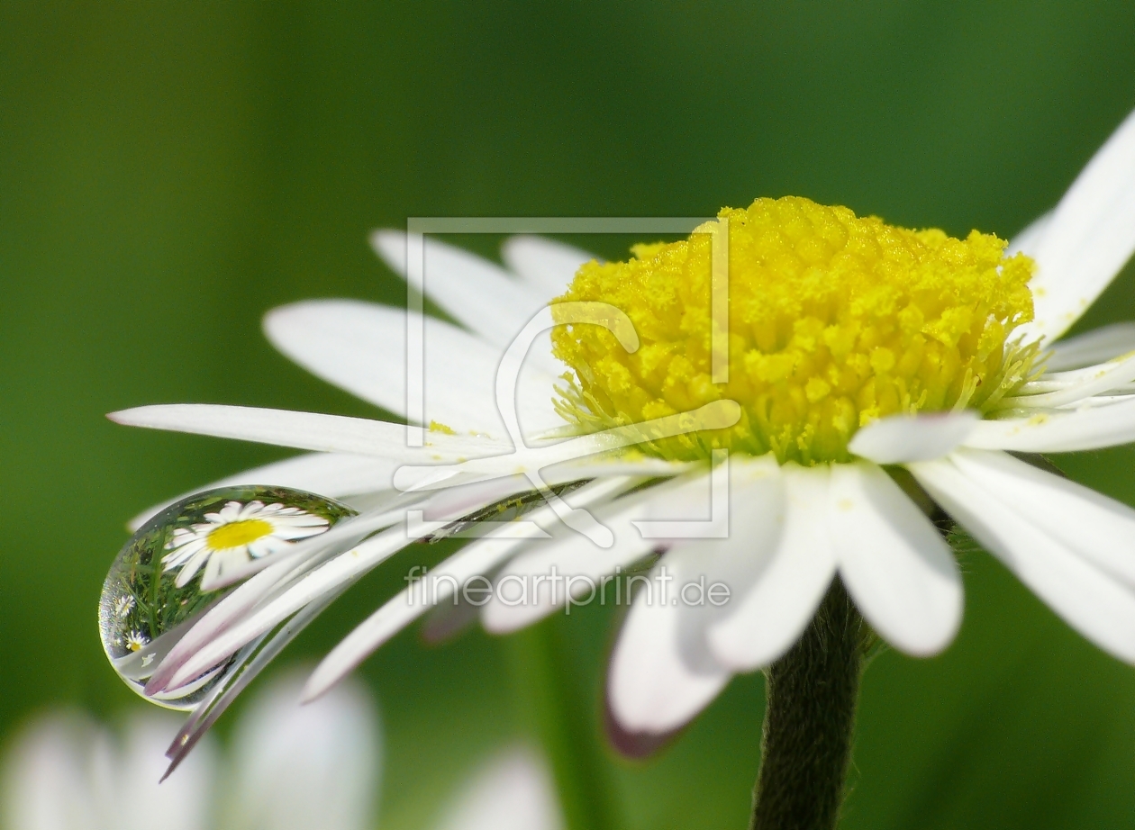 Bild-Nr.: 9422582 Gänseblümchen erstellt von gabii40