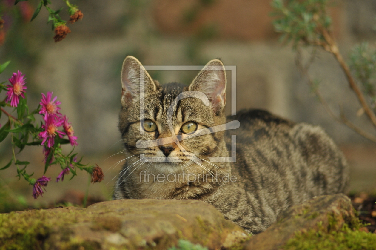 Bild-Nr.: 9423192 Herbstkatze erstellt von NiKu