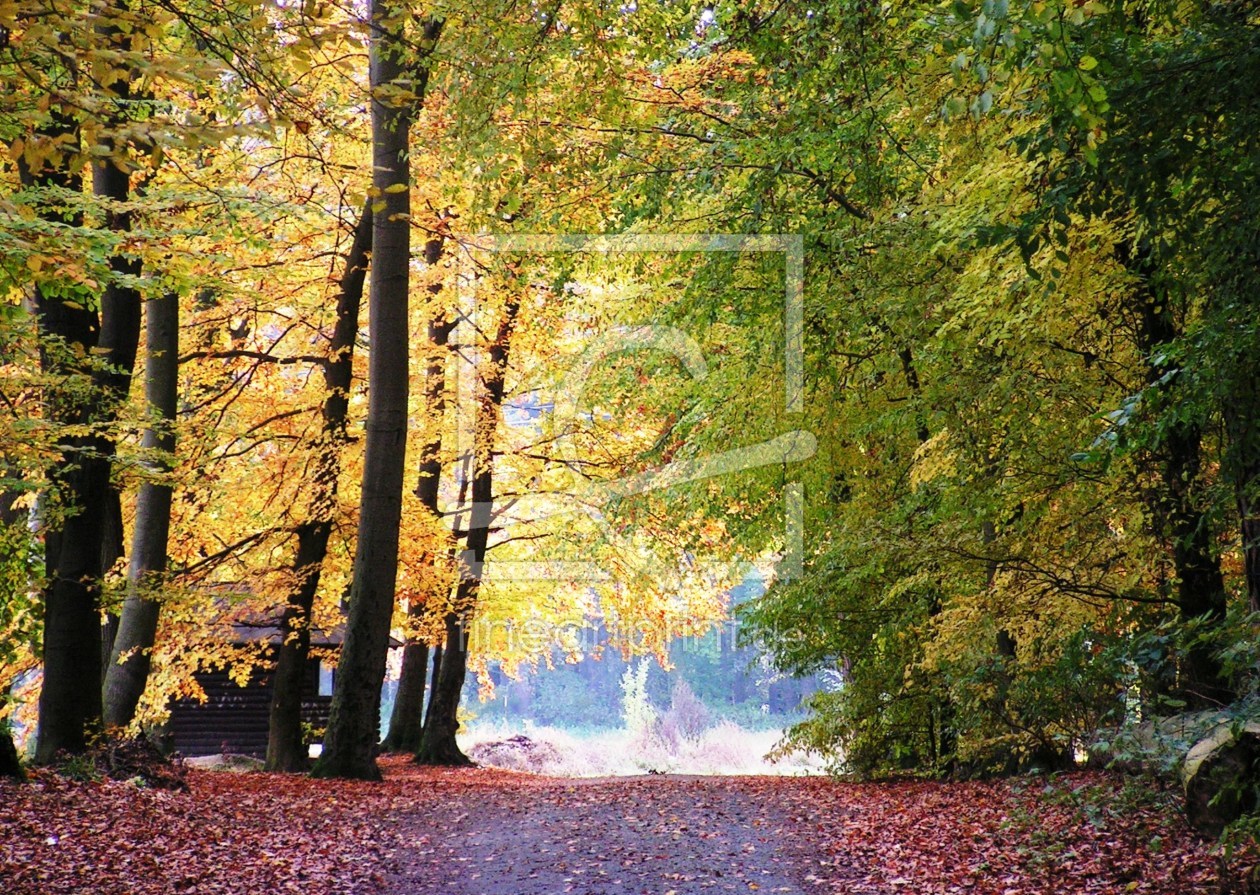 Bild-Nr.: 9424252 Herbstwald erstellt von Renate Knapp