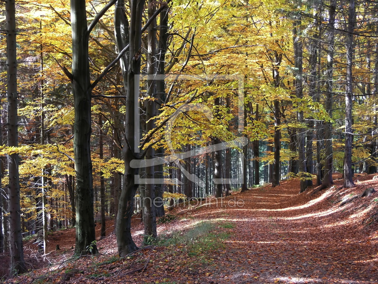 Bild-Nr.: 9426476 Herbstweg erstellt von birdPIXX