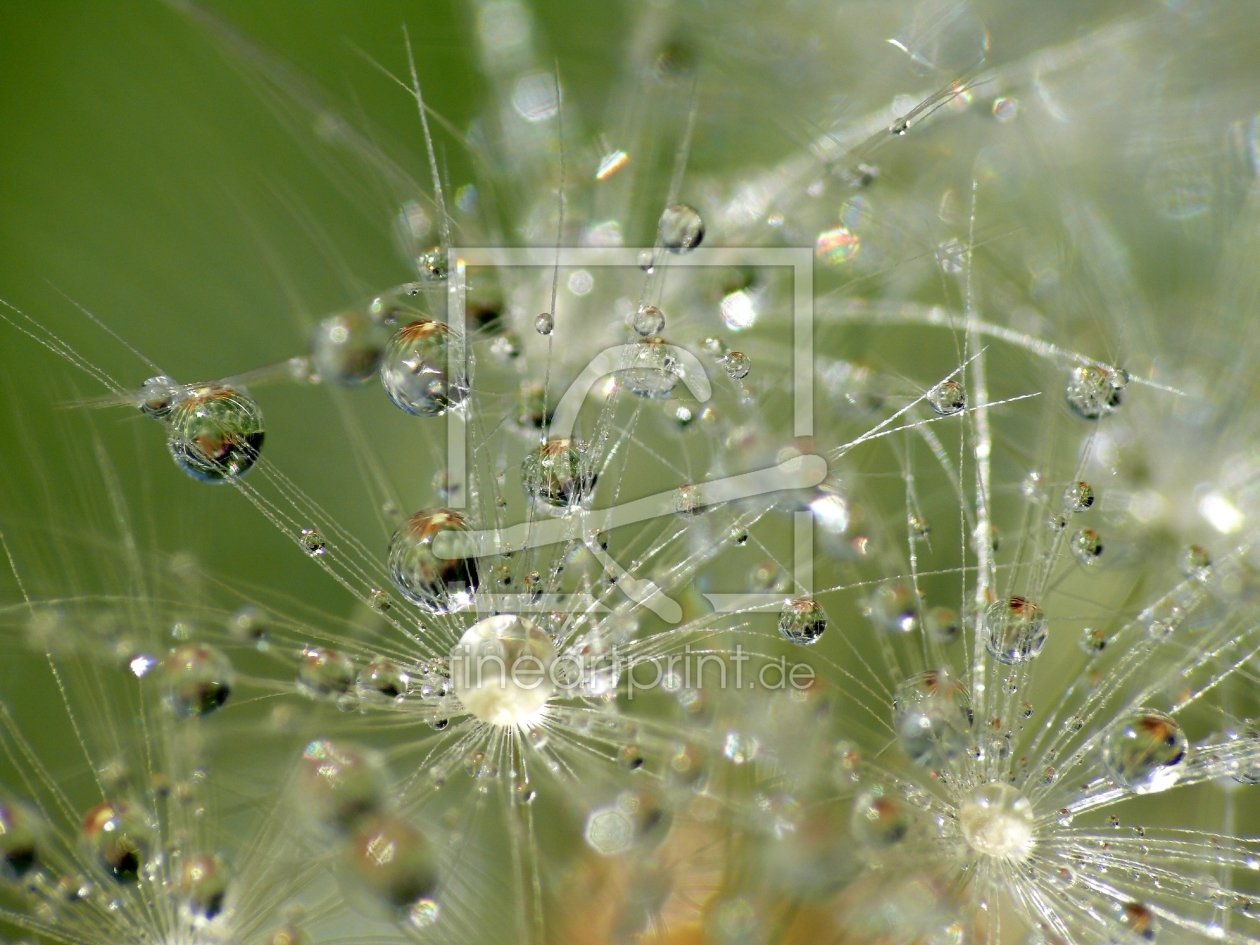 Bild-Nr.: 9427844 Pusteblume  erstellt von gabii40