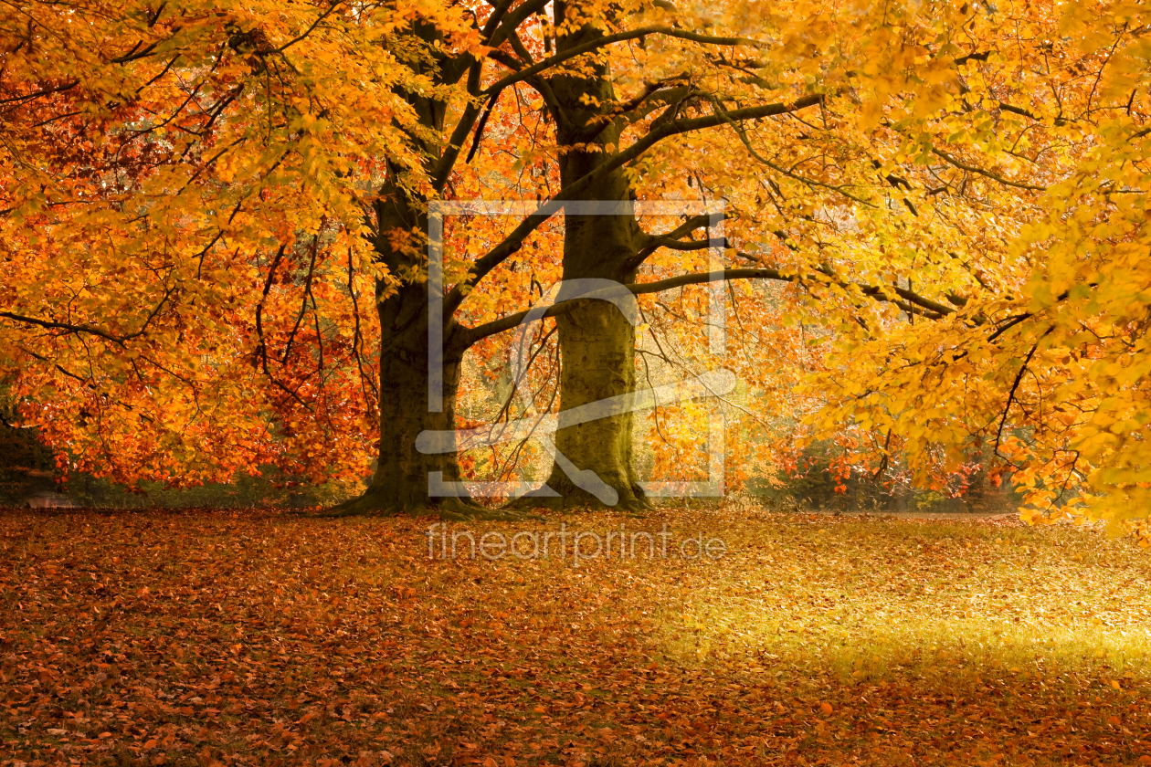 Bild-Nr.: 9432756 Herbst wd263 erstellt von Dreblow