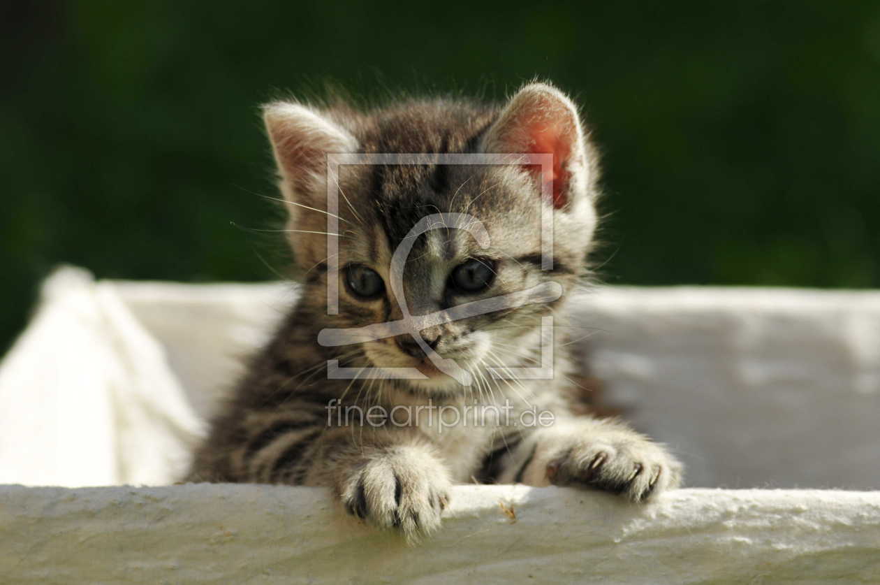 Bild-Nr.: 9433470 Baby-Katze erstellt von NiKu