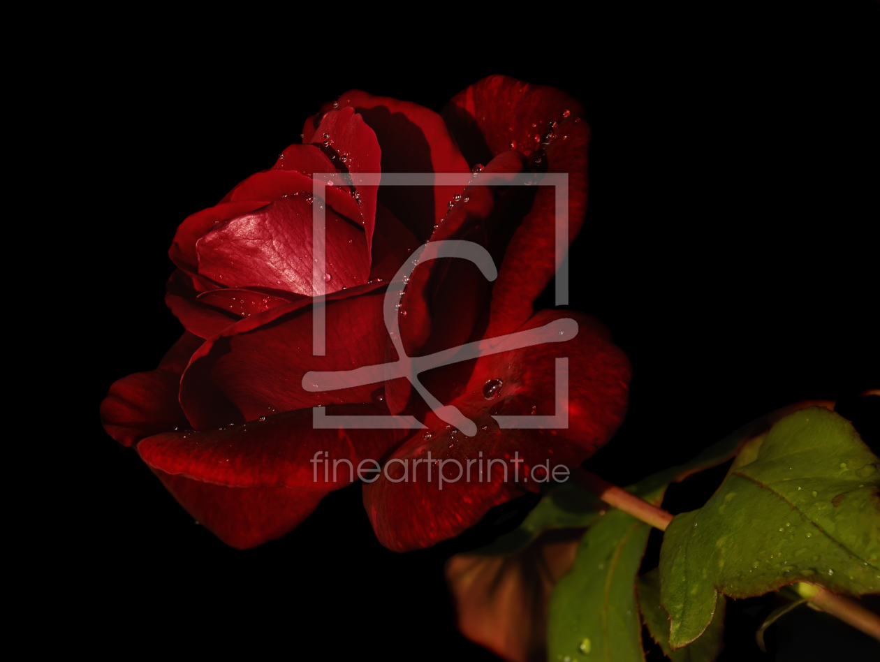 Bild-Nr.: 9435234 Rosa erstellt von mirek54