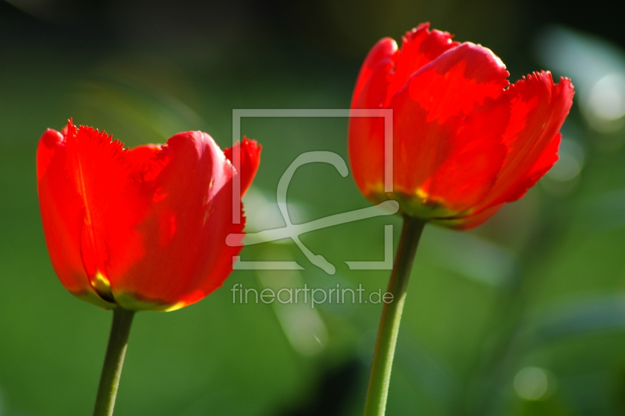 Bild-Nr.: 9435550 Tulpen erstellt von NiKu