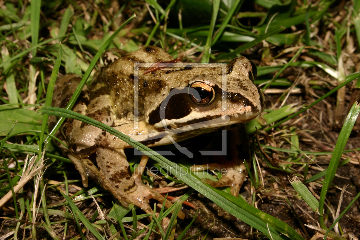 Bild-Nr.: 9436012 Grasfrosch  erstellt von tdietrich