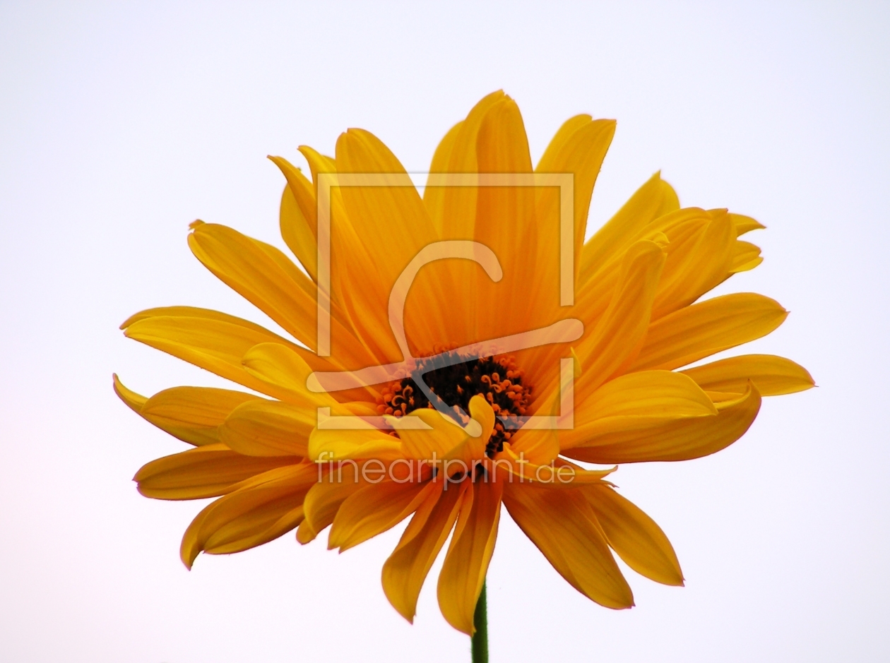 Bild-Nr.: 9436046 Sonnenanbeterin erstellt von Renate Knapp