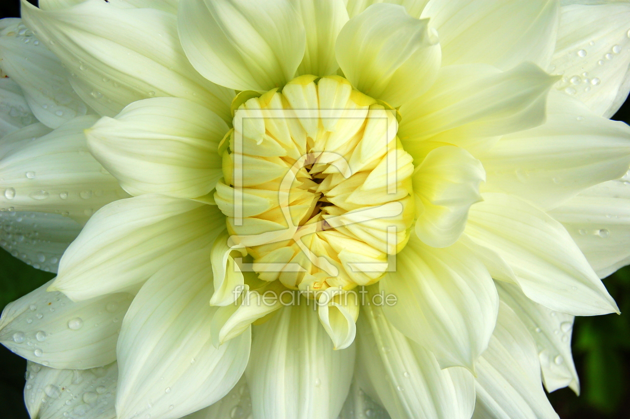 Bild-Nr.: 9436102 Yellow Flower erstellt von Charly-GT