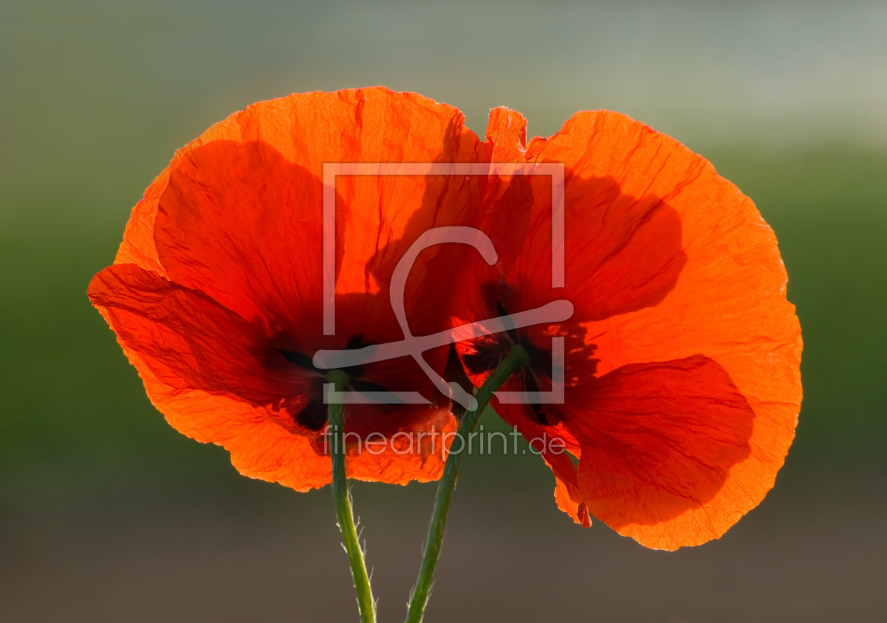 Bild-Nr.: 9436428 Zwei mal Mohn erstellt von PeterTost