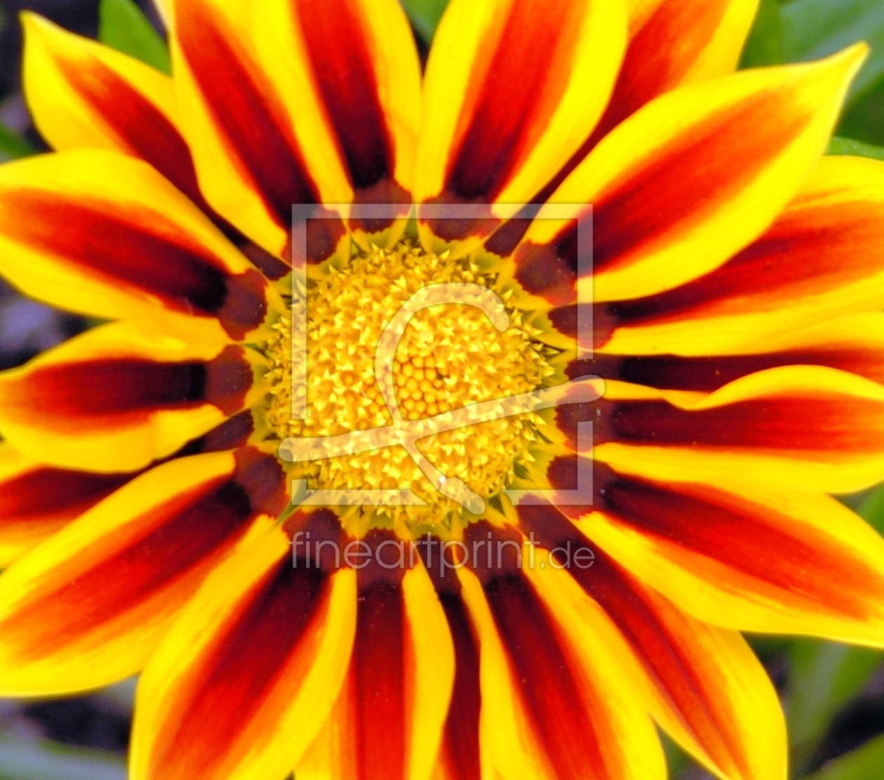 Bild-Nr.: 9437190 Zebrablume erstellt von Renate Knapp