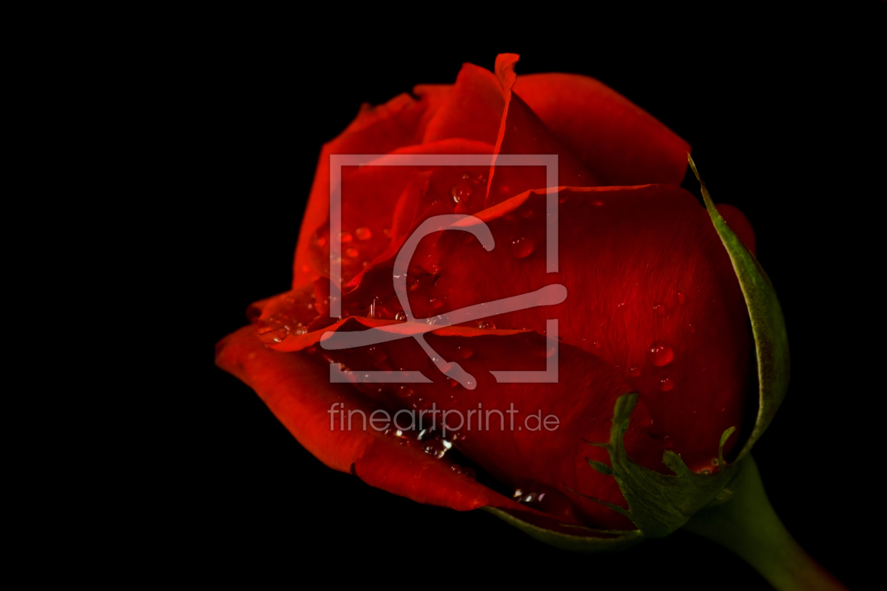 Bild-Nr.: 9439298 Rose erstellt von Uwe Jahn