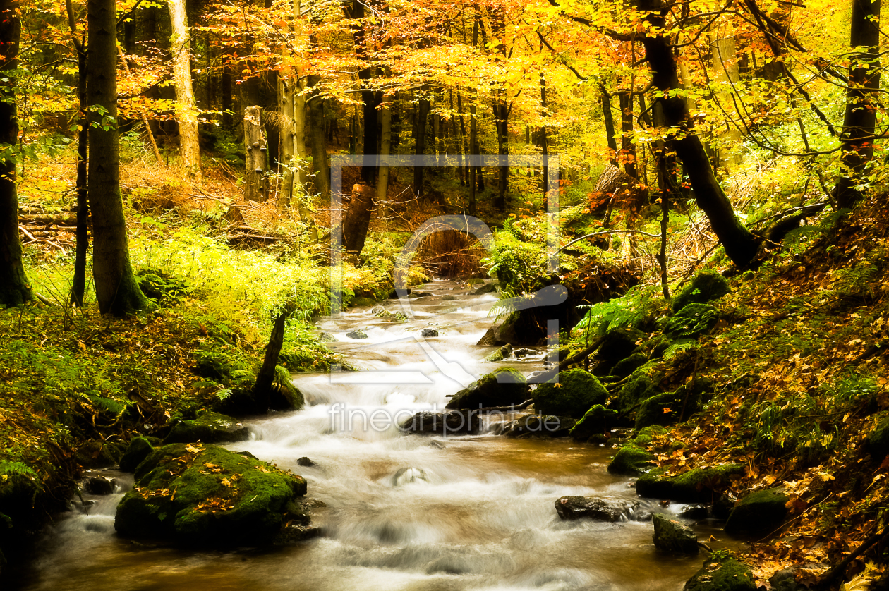 Bild-Nr.: 9442696 autumn forest erstellt von joinerle