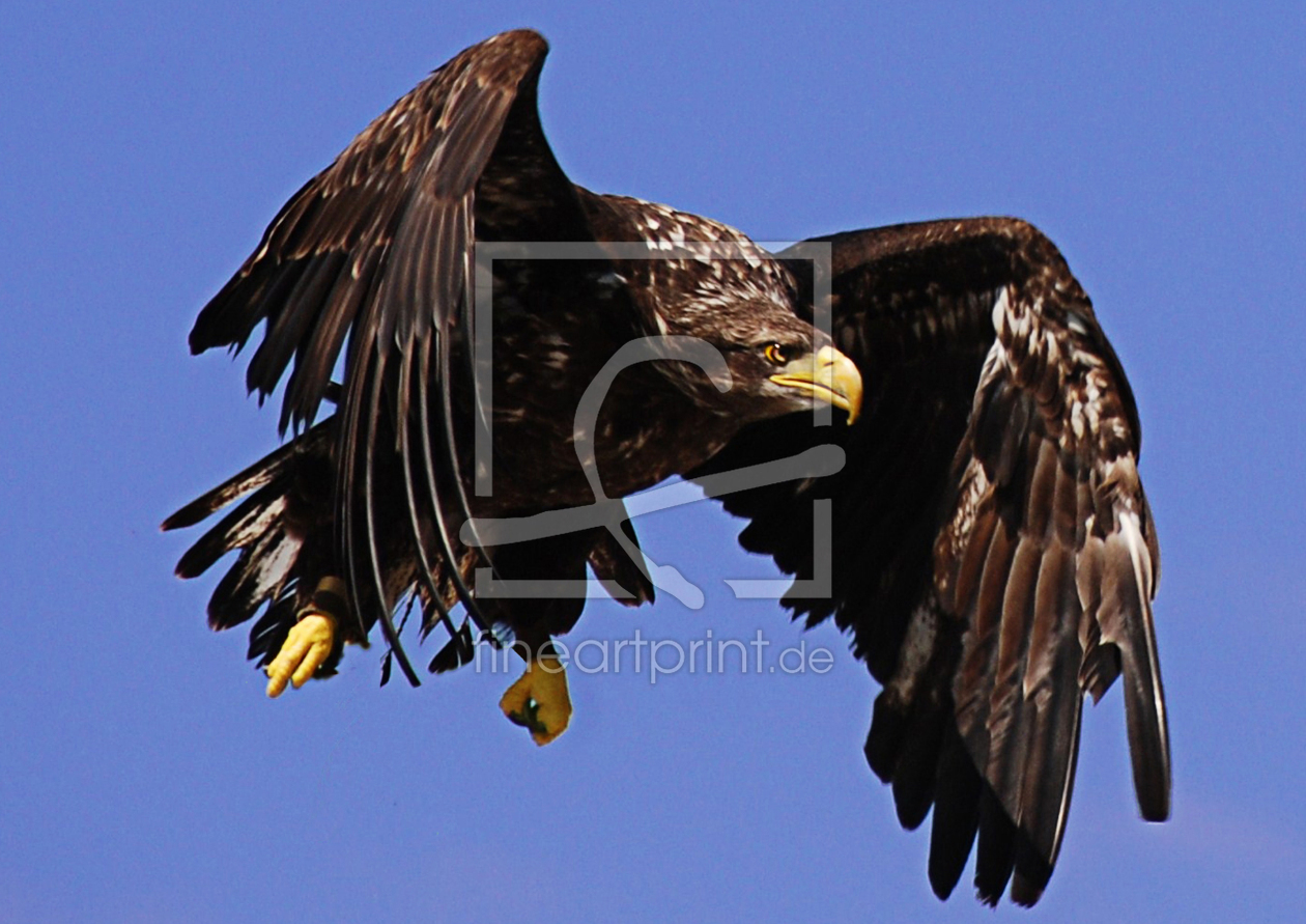 Bild-Nr.: 9445976 The Eagle 2 erstellt von PeterHolland