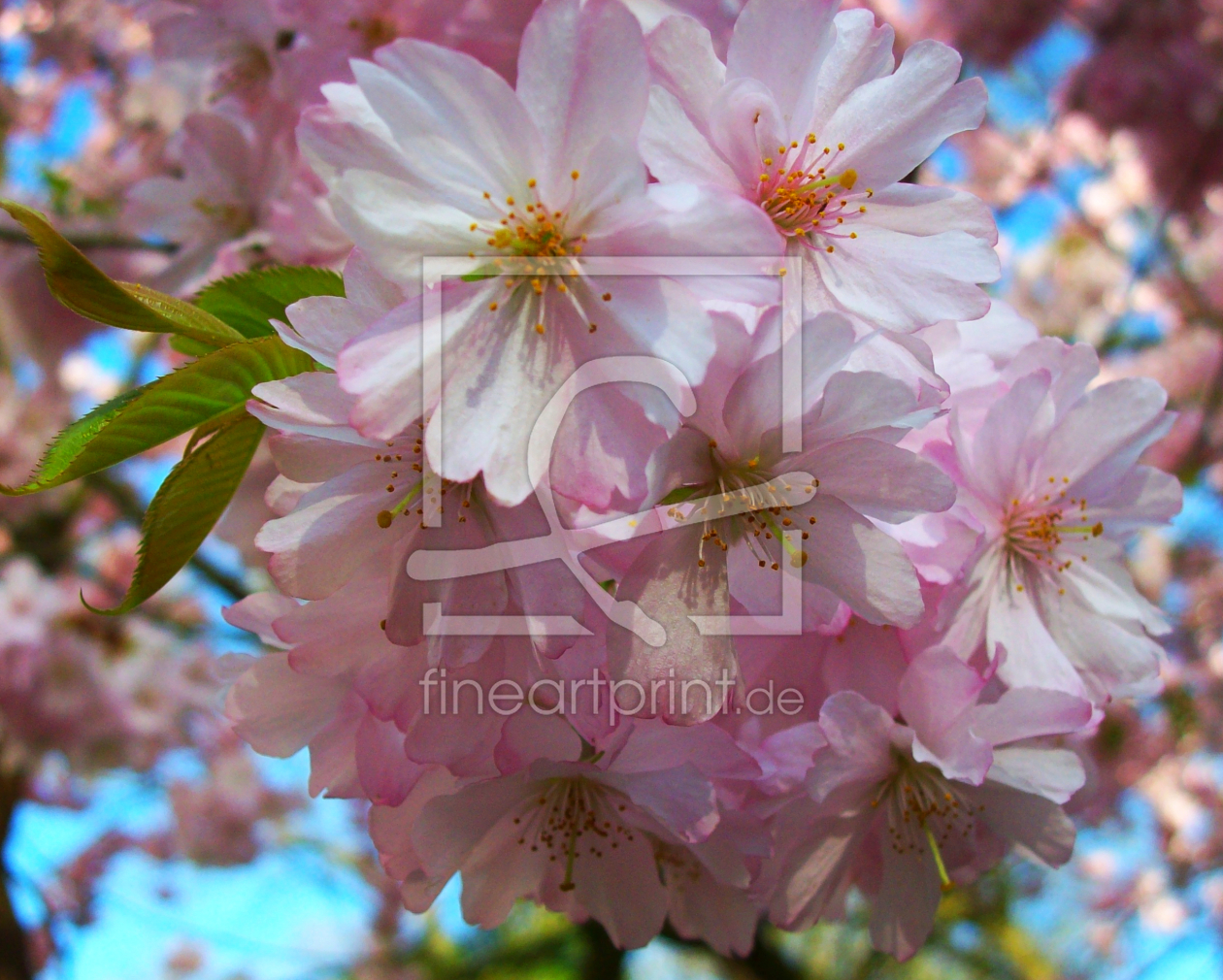 Bild-Nr.: 9447180 Kirschblüten erstellt von Marion227