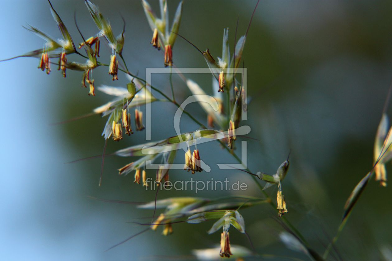 Bild-Nr.: 9449072 Grasblüte erstellt von Stephanie Stephanie Dannecker