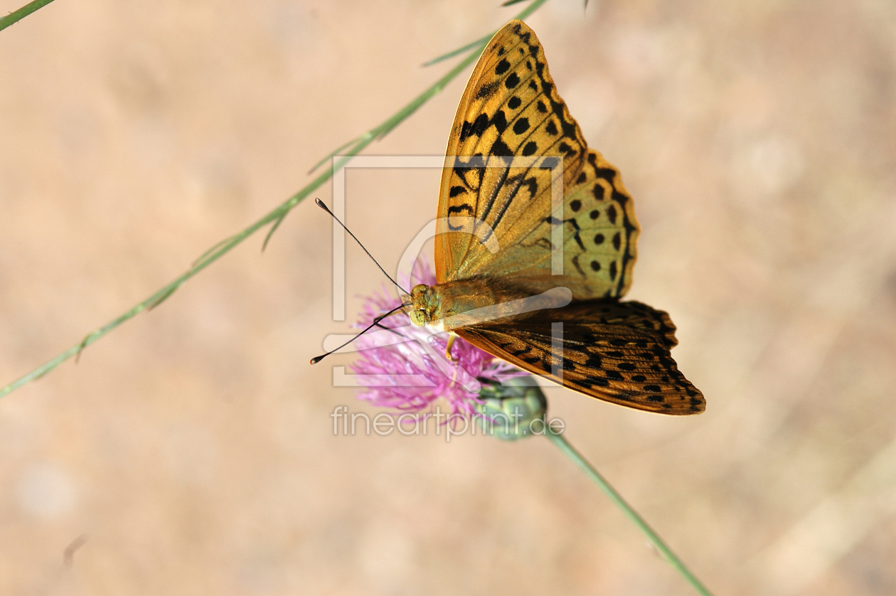 Bild-Nr.: 9451538 Schmetterling erstellt von klingbum