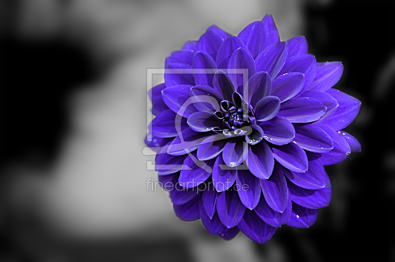 Bild-Nr.: 9452056 Blume erstellt von remifoto