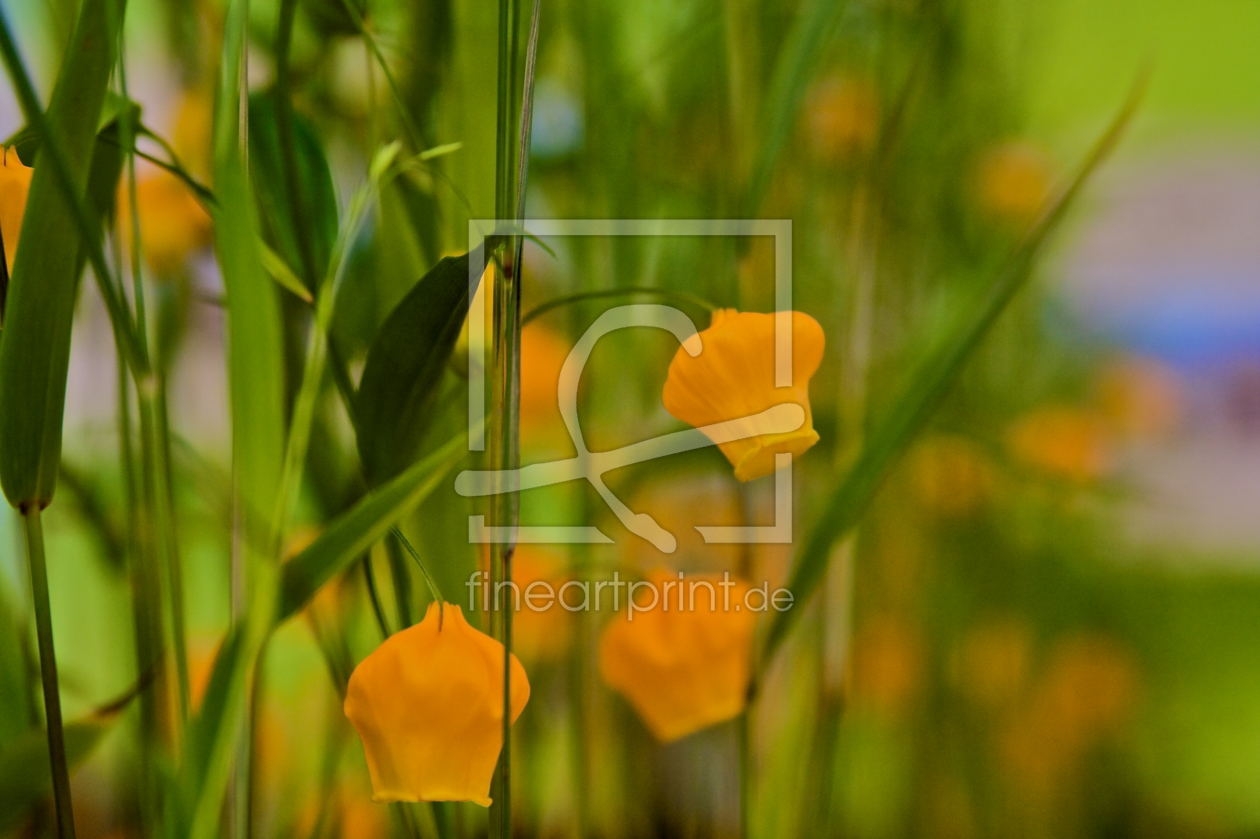 Bild-Nr.: 9453608 Blumen erstellt von nk