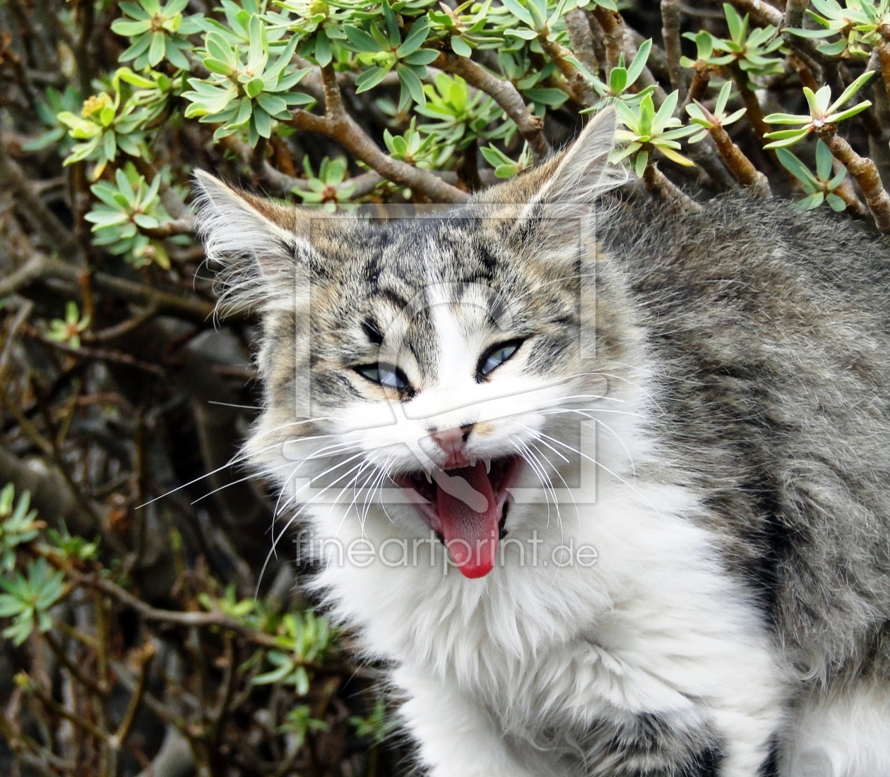 Bild-Nr.: 9455396 Wildkatze erstellt von Renate Knapp