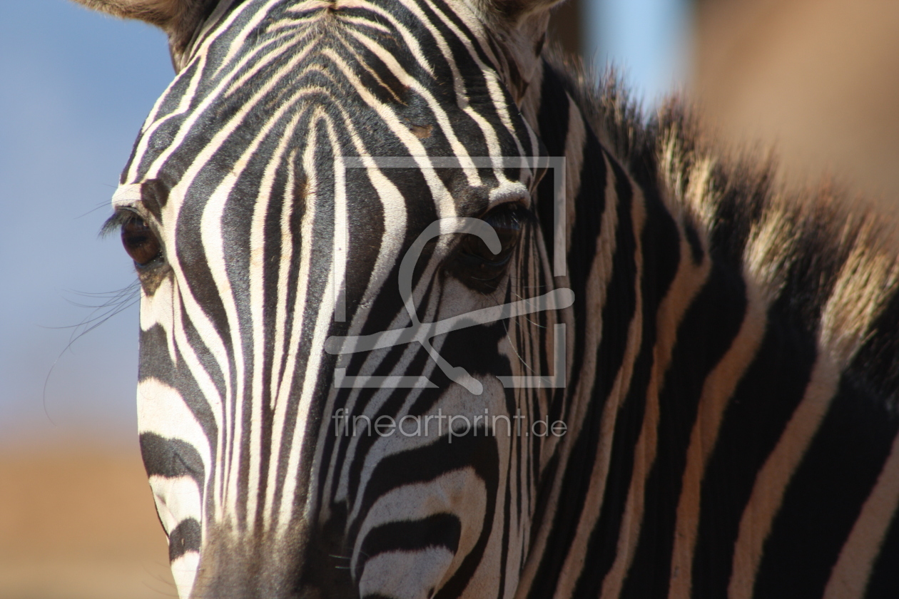 Bild-Nr.: 9456126 Zebra Gesicht erstellt von dobidogman