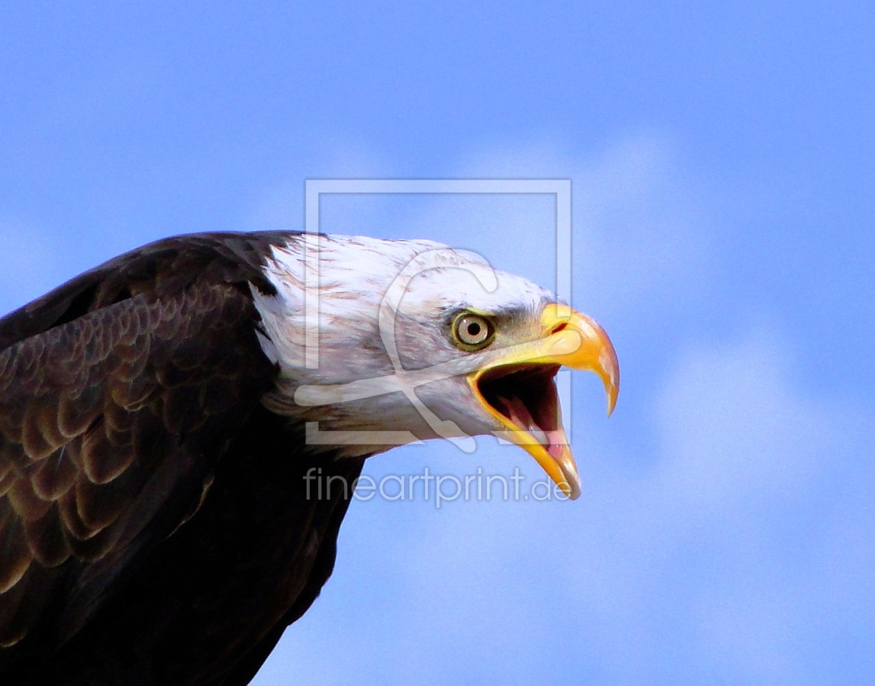 Bild-Nr.: 9458188 Raubvogel erstellt von Renate Knapp