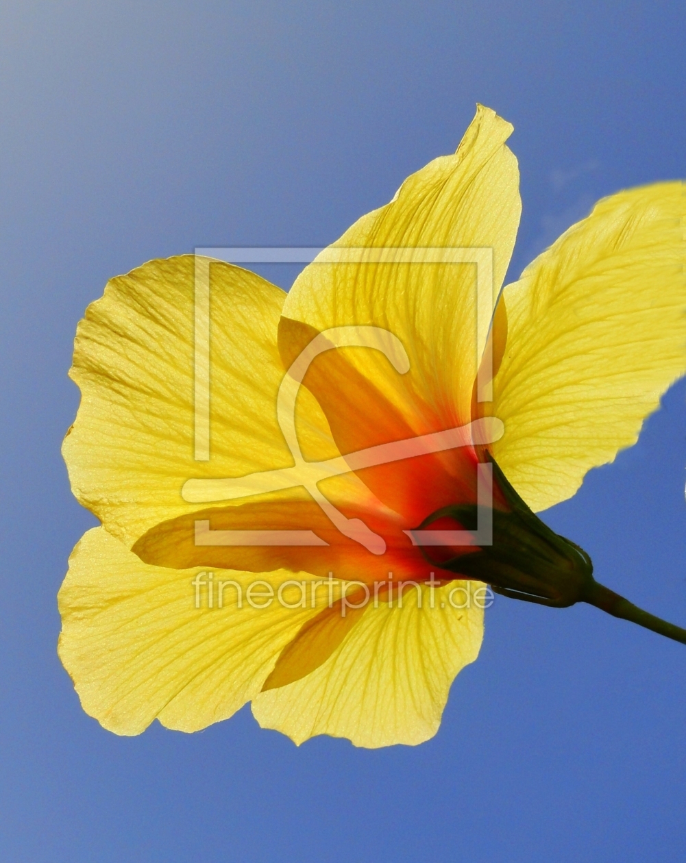 Bild-Nr.: 9458248 Hibiskusblüte erstellt von Renate Knapp