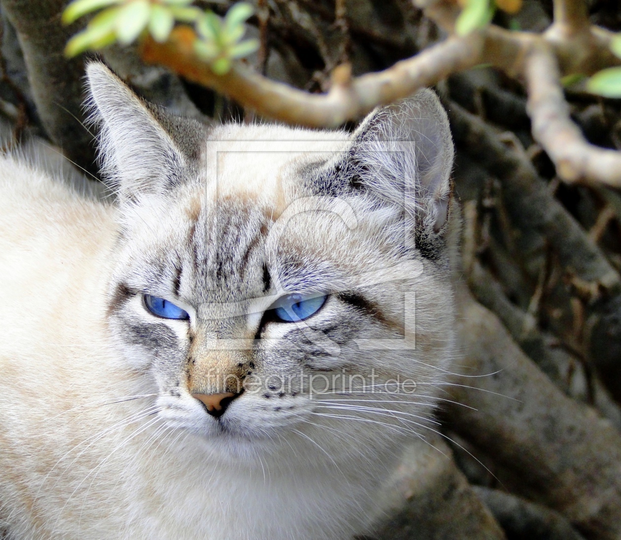 Bild-Nr.: 9460860 Blaue Augen erstellt von Renate Knapp