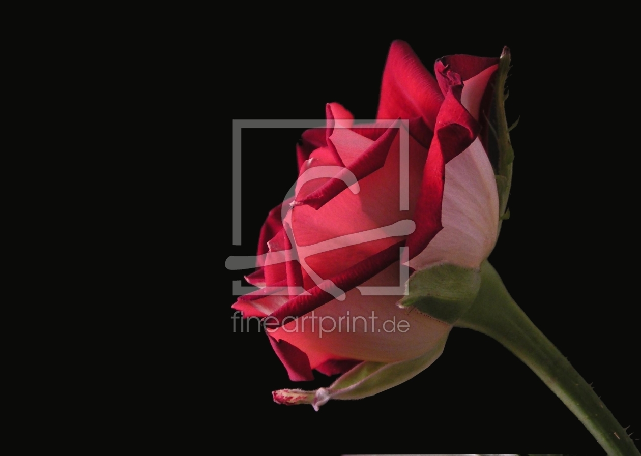 Bild-Nr.: 9461688 Portrait einer Rose erstellt von mbrandt