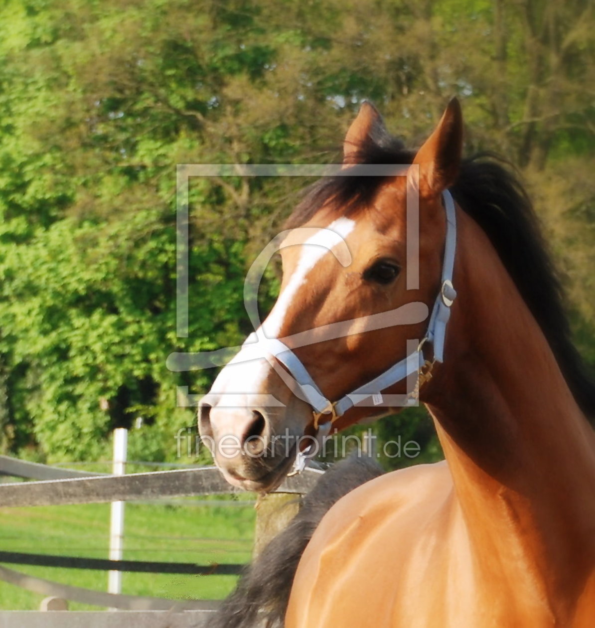 Bild-Nr.: 9461802 Warmblut Wallach erstellt von Heide Wilhelm