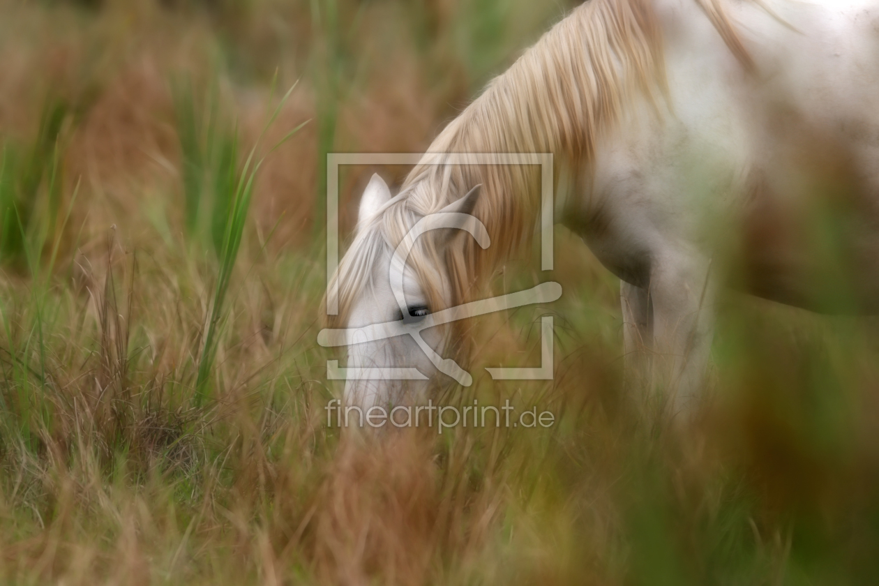 Bild-Nr.: 9463296 S C H I M M E L erstellt von Thomas Herzog